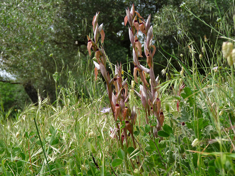 A Corf: altra Serapias cordigera?